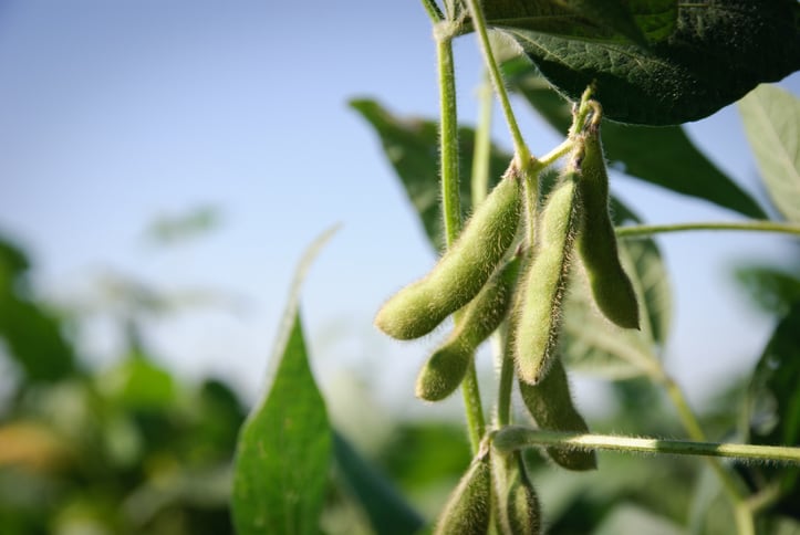 Increasing soybean protein content: Benson Hill looks to predictive modelling, species studies and trials