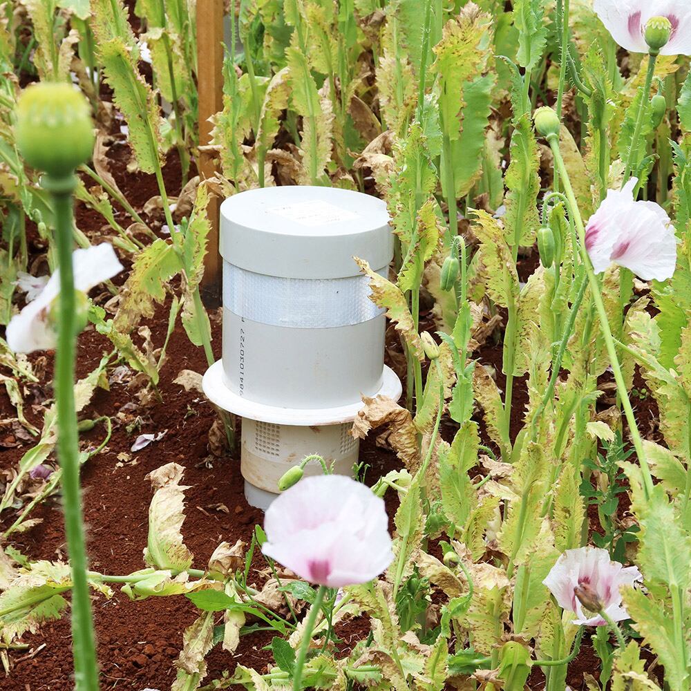 QUOLL® electronic nose