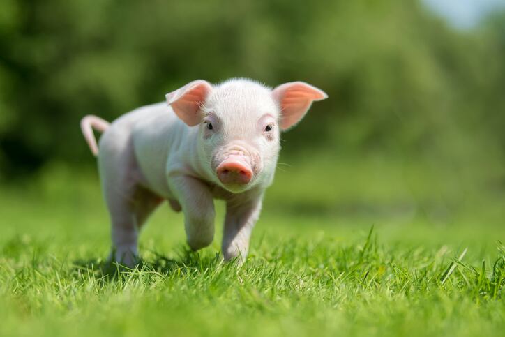 Enzymes-and-feed-efficiency-in-pigs.jpg
