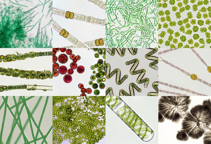 Science stacks up for microalgae as feed additives; can cost obstacle be overcome?