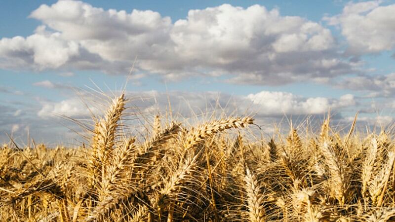 Wheat wakening: South Korea launches new strategy to boost domestic self-sufficiency rates