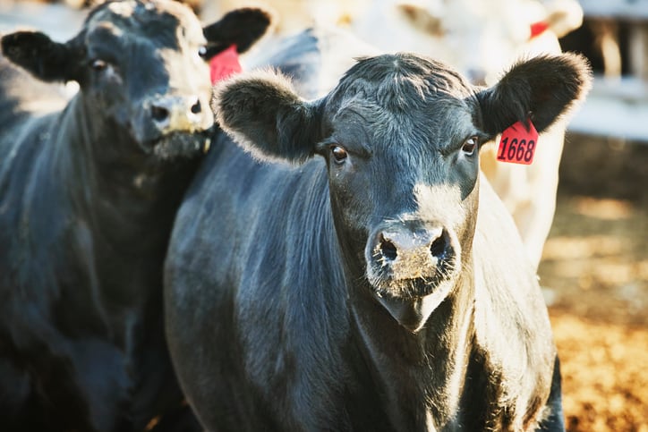 Scientists ‘fill in the gaps’ on protein utilization by beef cattle