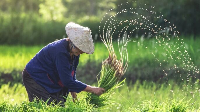 Japan aims to slash rice production costs by over 60% with farmland consolidation, agtech