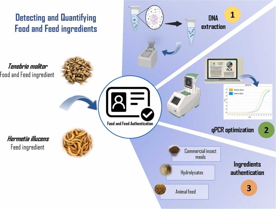 DNA-based authentication for insect-based feedstuffs: The case study of Tenebrio molitor and Hermetia illucens