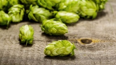 To continue producing good quality beer, traditional beer hops farming practices need to adapt to alleviate the negative effects of climate change. iStock