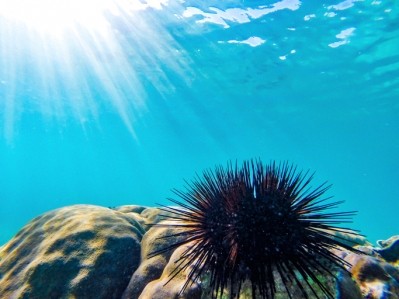 Ravenous herbivores, like sea urchins, can swarm and destroy newly planted restoration efforts. Image: Getty/Andrey Danilovich