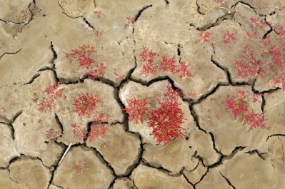 Salicornia plants living on cracked earth. Image: stock_colors