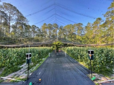 Image: Laser scarecrows set up in experimental flight pen in Gainesville, Florida, US.  