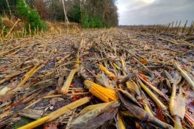 BioBond Adhesives will make bio-based adhesive products from agriculture waste streams such as corn. Image: Getty/Matauw