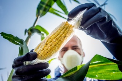Despite its potential, a great deal of controversy centres around the biosafety of GMO products on human health and environmental integrity © Getty Images