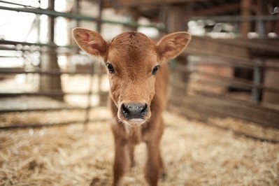 Will Fonterra’s new policy banning non-essential euthanasia in ‘bobby’ calves be enough to address consumer concerns?