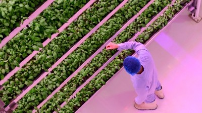 CEA and vertical farming companies in Asia-Pacific are adopting multi-faceted strategies to seize new opportunities amid industry downturn. ©Getty Images