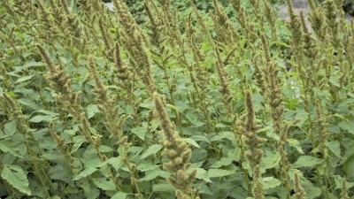 Image: Green plants and flowers of Amaranthus powellii also known as Powells amaranth, pigweed, smooth, Green amaranth. Getty/Albin Raj