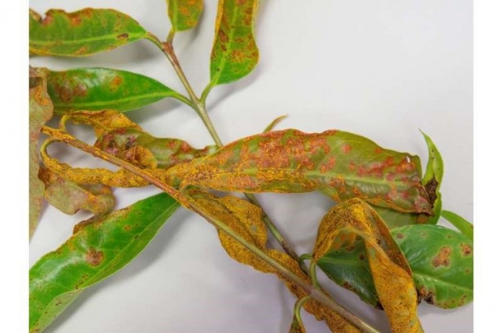 Leaves infected with myrtle rust Credit Megan Pope University of Queensland