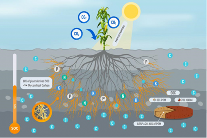 Mycorrhizal Fungi Carbon's Main Pathway to Soil