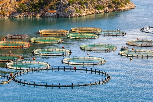 Thai Union has signed on to be part of the Aquaculture Stewardship Council’s (ASC) new sustainability booster programme. ©Getty Images