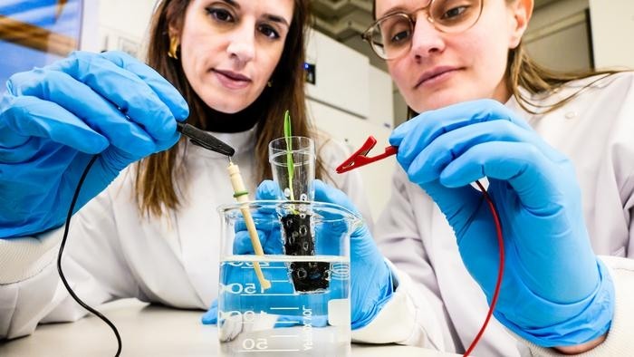 Image: Eleni Stavrinidou, associate professor, and supervisor of the study and Alexandra Sandéhn, phd student, one of the lead authors, connect the esoil to a low power source for stimulating plant growth.  Credit: Thor Balkhed