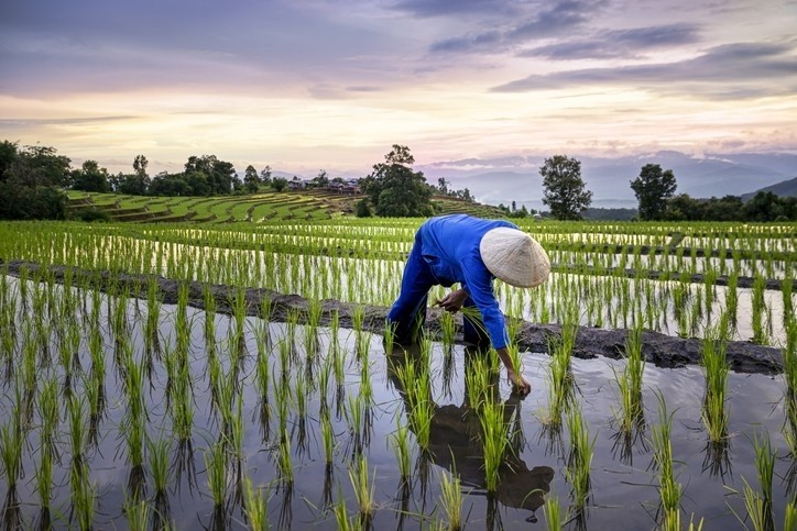 Researchers called for enhanced agricultural practices to minimise food losses. GettyImages
