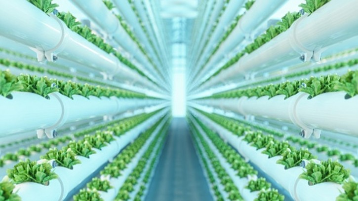 Siemens believes that Singapore is well-placed to emerge as a major ‘brain’ in vertical farming. ©Getty Images