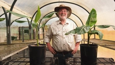 Professor James Dale and his team have been developing GM bananas for more than 20 years. Image: Queensland University of Technology 