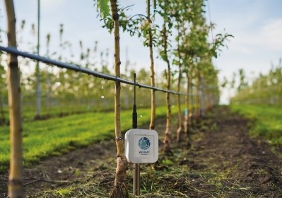 Weenat's solutions provide hyperlocal data to allow growers to monitor the water status of their plots and optimise irrigation systems. Image: Weenat