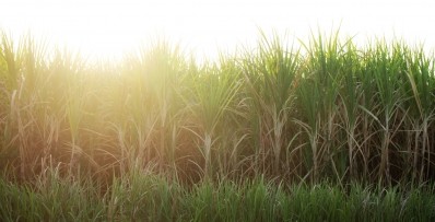 Sugarcane is one of the last major crops to be fully sequenced, due to the fact its genome is almost three times the size of humans’ and far more complex.  ©CSIRO