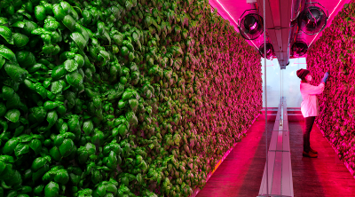 Image: R&D project evaluating the effect of light treatments on the growth of basil plants. The team at Square Roots brings their knowledge of the grow platform together with the experiment goals of the company's partners.