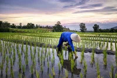Researchers called for enhanced agricultural practices to minimise food losses. GettyImages