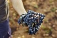 New grape variety promises to slash labour costs for growers