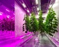 RED Horticulture secures €17m for greenhouse lighting solution