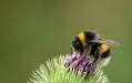 Bumble bees still being harmed by pesticides