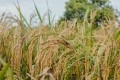 Fungal disease endangers wheat production, scientists warn