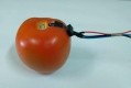 New biodegradable sensor to detect pesticides on fruit or vegetables