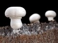 White noise makes soil fungi grow faster 