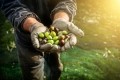 AI tool to boost transparency in olive oil industry 