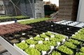 Microgreens made to order: Italian scientists tailor iodine and potassium content of radishes, peas, rocket and chard