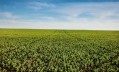 Researchers awarded $2.7m to develop faba bean