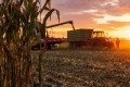Researchers build metabolic model to study temperature stress on corn