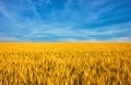 Ukraine: €50m ag decarbonisation fund eyes extra income for Ukraine’s war-torn farmers