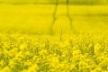 The new bioinsecticide von Bayer can be used in oilseed rape and cereals. Image: Getty/AlpamayoPhoto